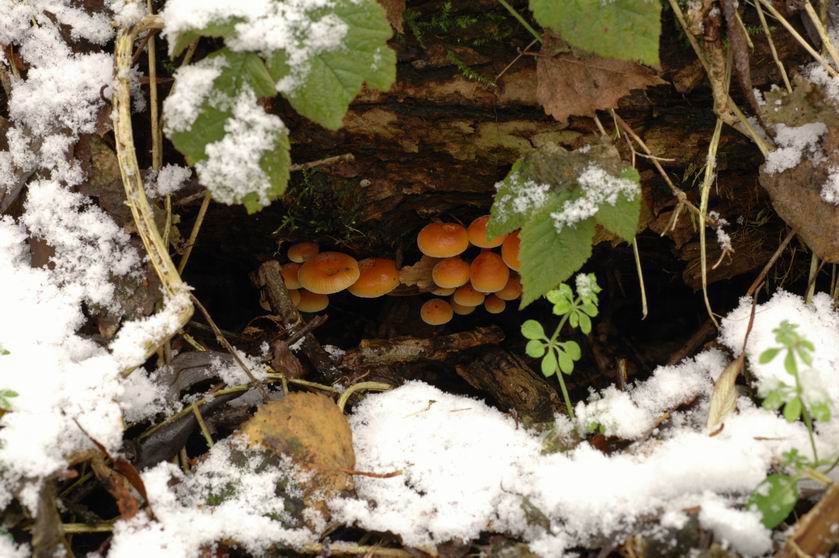 La nature semble figée sous un manteau de neige. MORSBACH (Moselle) le 19 décembre 2005