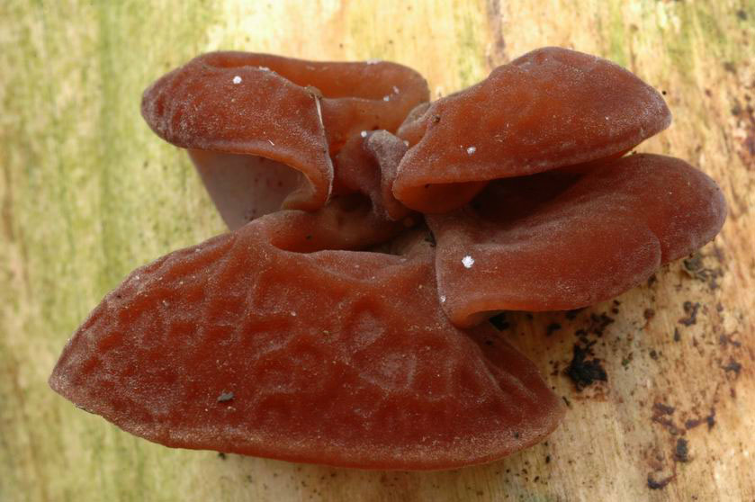 Il semblerait pourtant contenir certaines toxines, à l'origine du "syndrôme de Szechwan" : voir fiche de toxicologie en cliquant sur l'image