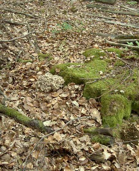 Autre polypore en ombelle contre une souche moussue de hêtre