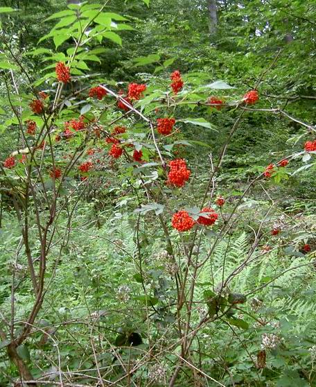 Sureau rouge et ses fruits bientôt mûrs