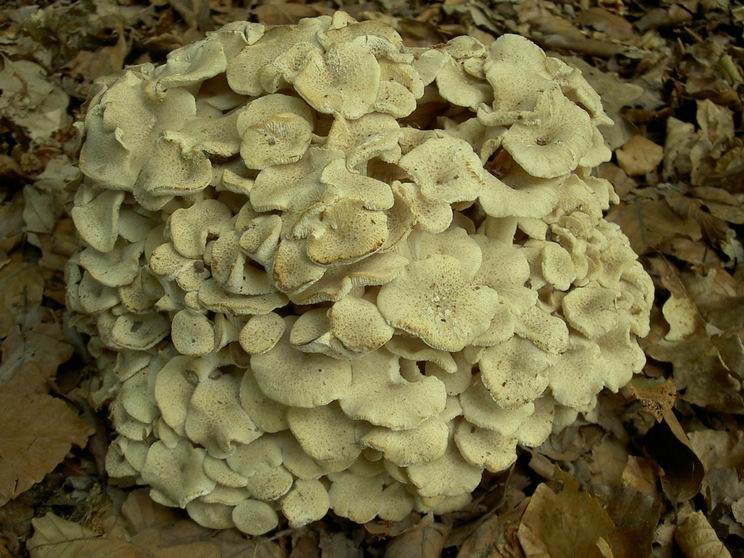 Polypore en ombelle âgé de 10 jours. Il semble que des bousiers aient ravagé la base du basidiome qui de ce fait cesse de croître et commence à jaunir