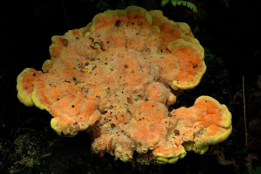 Polypore soufré au dix-huitième jour de croissance
