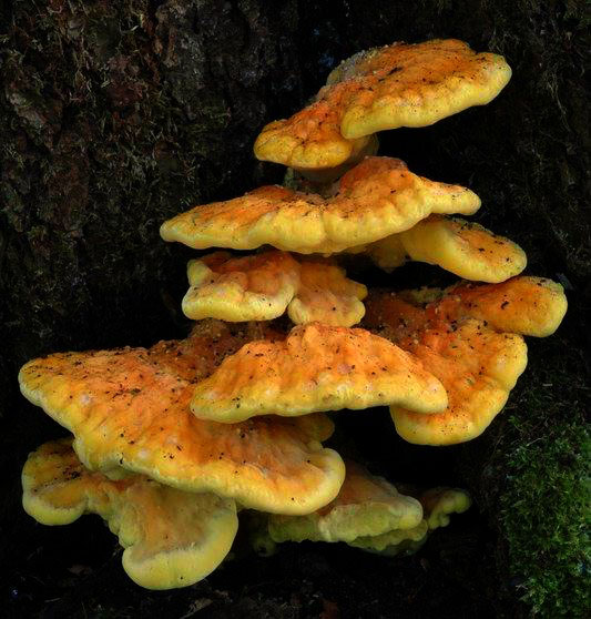 Polypore soufré sur merisier