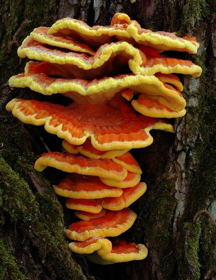 Polypore soufré sur saule blanc