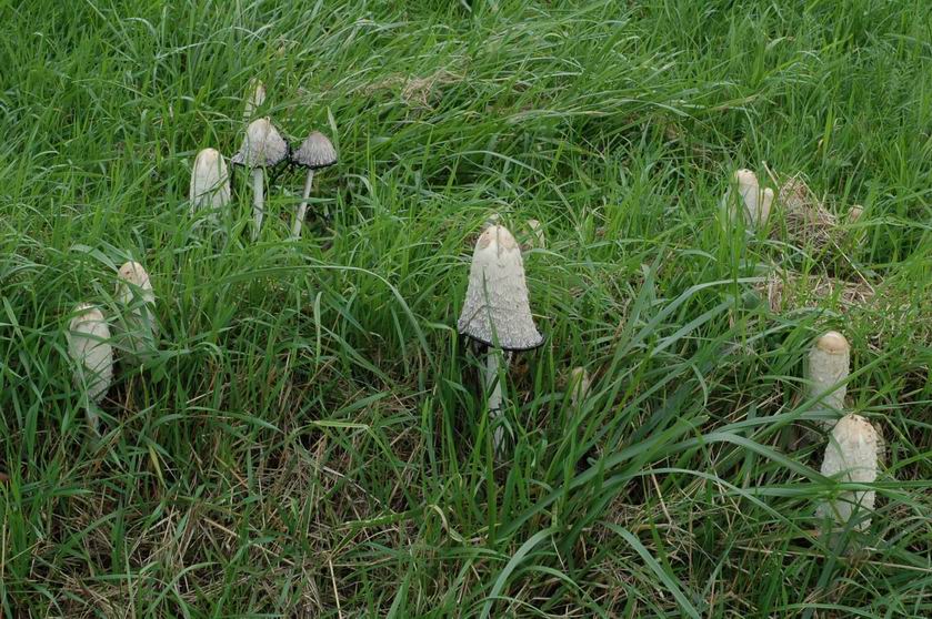 Coprin chevelu (nom latin : Coprinus comatus)