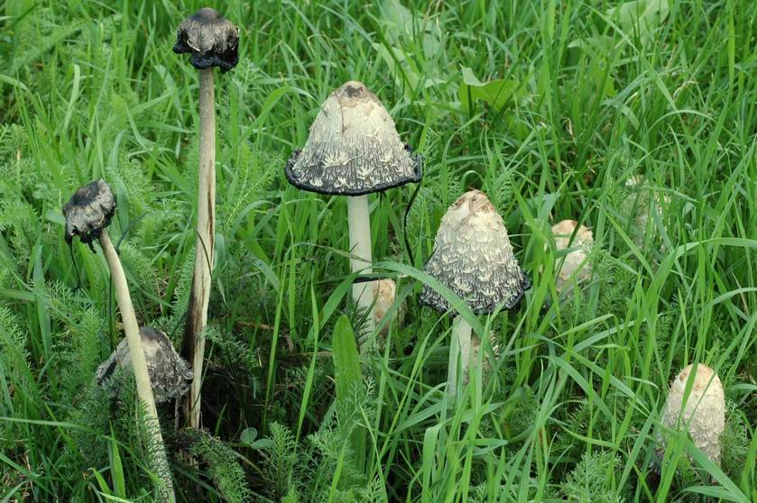Chez le champignon adulte, les lames et le chapeau fondent en une sorte d'encre noire