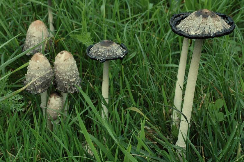 Chez le champignon adulte, les lames et le chapeau se résolvent en un liquide noir : on dit qu'ils sont déliquescents