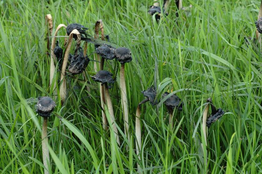 Le carpophore du coprin chevelu a une courte existence