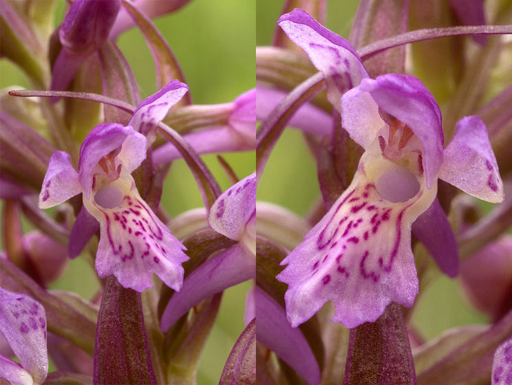 Orchis incarnat. FOLSCHVILLER (Moselle) le 1 juin 2008