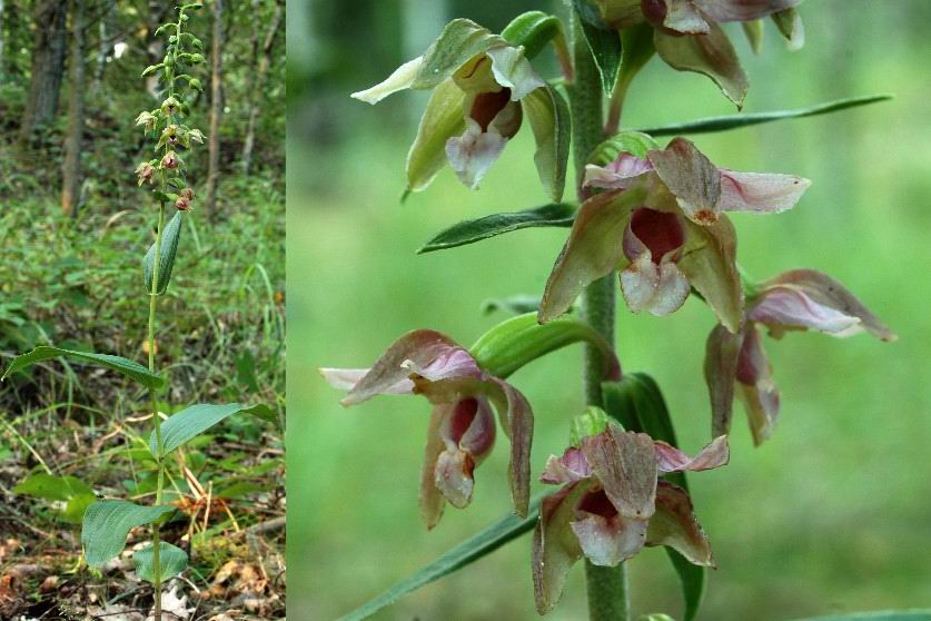 Epipactis à larges feuilles, Helléborine à larges feuilles. Forme à fleurs roses. 16 juillet 2005. Terril de FORBACH