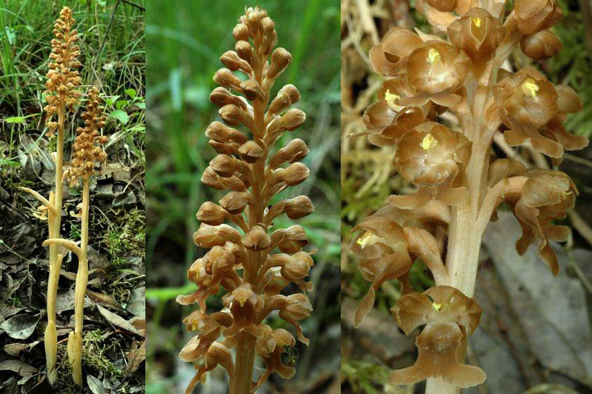 Néottie nid-d'oiseau. Cette orchidée se caractérise par l'absence de chlorophylle dans ses tissus. Observée à la carrière de calcaire désaffectée de la Krietzheck  SPICHEREN (Moselle)