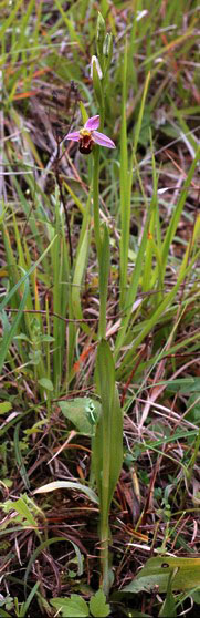 Ophrys abeille. Photo du 5 juin 2005 à GROSBLIEDERSTROFF