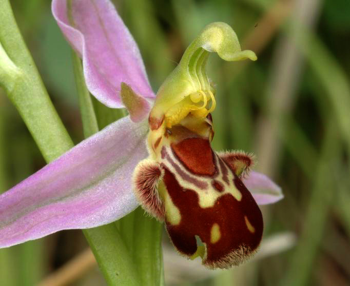 Ophrys abeille. Gros plan sur la fleur
