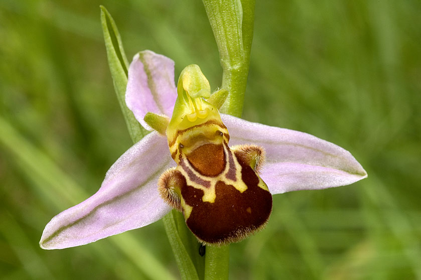 Ophrys abeille. 1 juin 2008 à THEDING (Moselle)