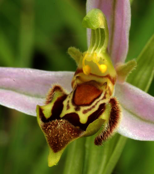 Ophrys abeille lusus trollii
