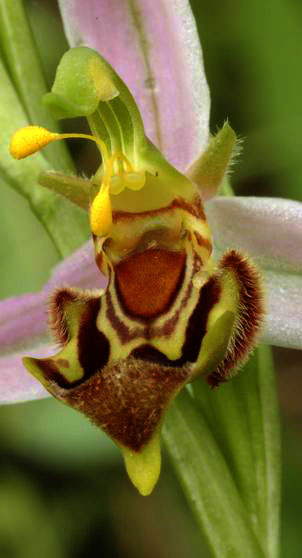 Autre fleur à lusus
