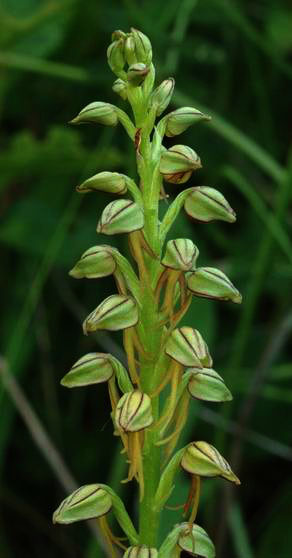 Gros plan sur l'inflorescence