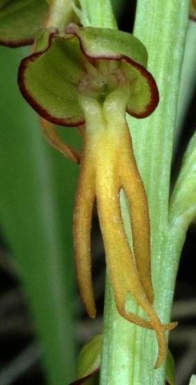 Détail d'une fleur