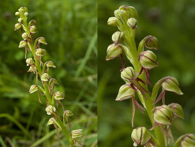 Orchis homme-pendu. Premier juin 2008, à THEDING (Moselle)