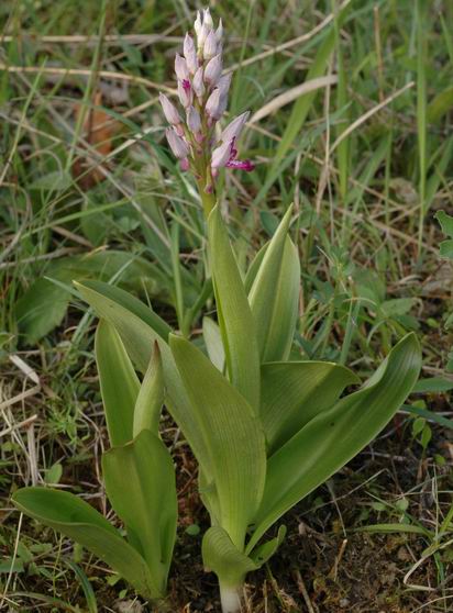 Orchis militaire. Jeune exemplaire dont la hampe florale ne s'est pas encore totalement développée
