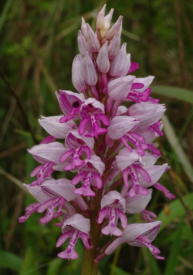 Orchis militaire. Détail de l'inflorescence