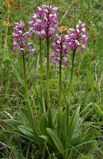Orchis militaire. Pieds adultes