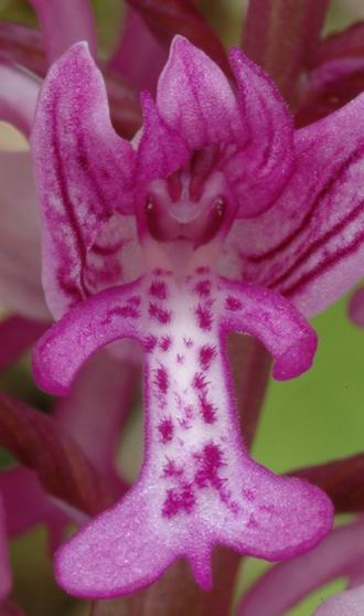 Orchis militaire. Détail d'une fleur