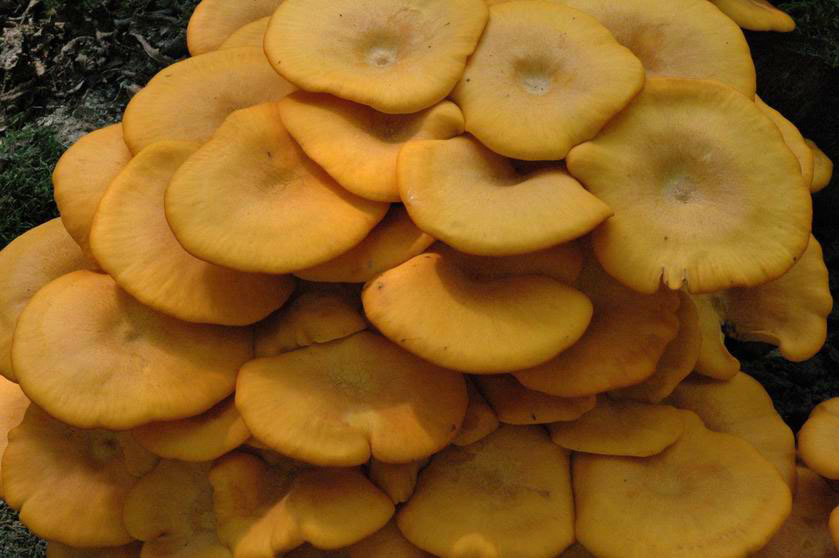 Omphalotus illudens : le chapeau plat des exemplaires adultes est pourvu d'une dépression centrale avec un petit mamelon