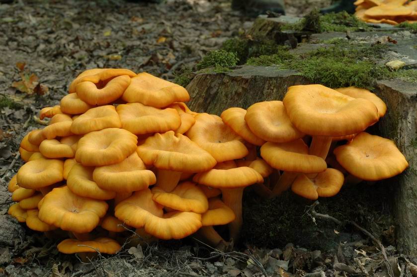 Omphalotus illudens : expansion des jeunes chapeaux